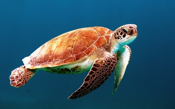 Quels sont les meilleurs endroits pour observer les tortues de mer en Australie?